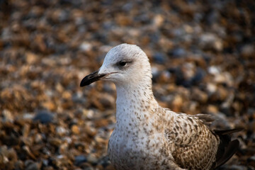 Seagull