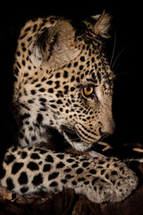 A Leopard seen on a safari in South Africa