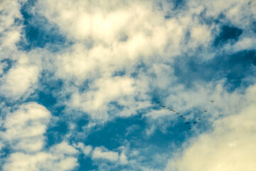 Birds fly south, school of birds in the blue sky