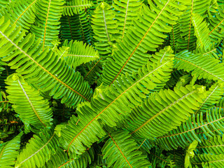 Ferns in forest - Helechos en el bosque