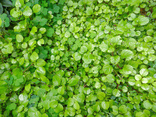 Weed - Malas hierbas