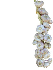 Garlic bulbs braided in plait for storage after harvesting isolated on white background