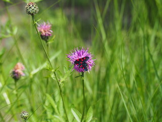 OLYMPUS DIGITAL CAMERA
papillon dans les alpes