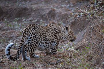 A Leopard seen on a safari in South Africa