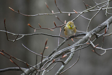 American Goldfinch in a beech tree in winter