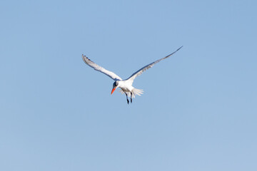 A nonbreeding adult Caspian tern (Hydroprogne caspia) flies over Edwin B. Forsythe National Wildlife Refuge, New Jersey, USA