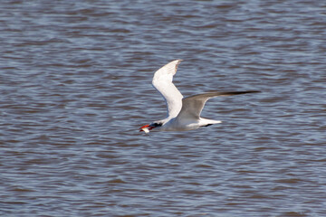 Fototapeta na wymiar A nonbreeding adult Caspian tern (Hydroprogne caspia) holding a fresh caught fish in its mouth flies over the water at Edwin B. Forsythe National Wildlife Refuge, New Jersey, USA