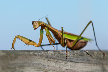Closeup of a huge Chinese praying mantis (Tenodera sinensis) walking along a piece of wood