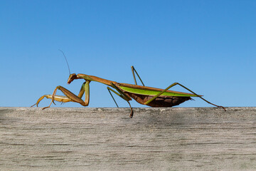Closeup of a huge Chinese praying mantis (Tenodera sinensis) walking along a piece of wood