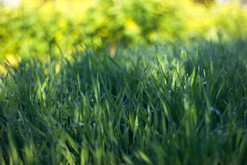 green grass background - summer garden with dew drops in sunny morning, unfocused background