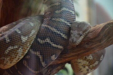 Frankfut am Main zoo, Germany