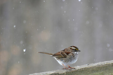 White throated Sparrow facing to the right in a snowstorm