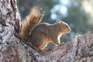 Naklejka na ściany i meble squirrel in a tree
