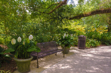 USA, Florida. Tropical garden with living oak and Spanish moss.