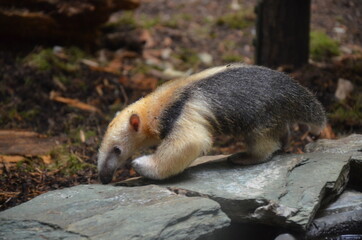 Frankfut am Main zoo, Germany