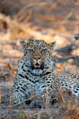 Female Leopard seen on a safari in South Africa