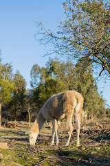 Llama in a field