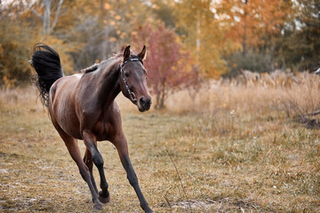 Young bay horse frolicking on the loose
