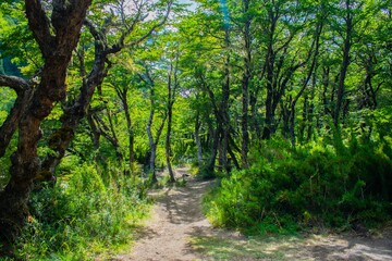 Obraz premium forest road