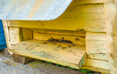 Old yellow beehive and bees