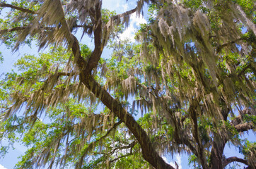 USA, Florida. Live oak tree canopy.