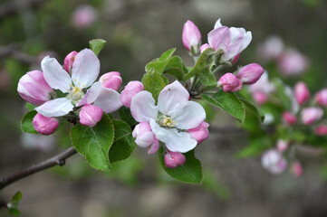 Naklejka na ściany i meble Apple trees are blooming in the garden