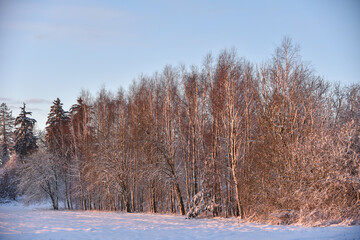 It's wintertime, forest birch trees  in sunrise light.