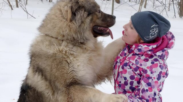 woman in the forest with a Caucasian shepherd dog in winter, on a walk