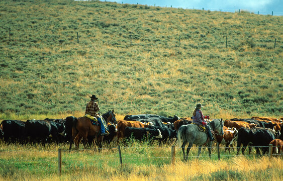Montana, USA - 09 22 1998: Cattle drive with cowboys