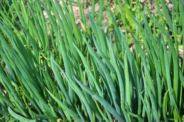 Fototapeta na wymiar Spring in the garden grows young green onions