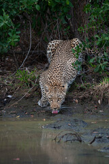 Fototapeta na wymiar A Leopard seen on a safari in South Africa