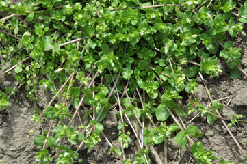 In the spring, Stellaria media grows in nature
