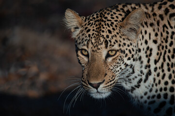 Fototapeta na wymiar A Leopard seen on a safari in South Africa