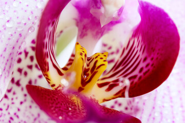 Extreme Macro: deitails of orchid flower with droplets