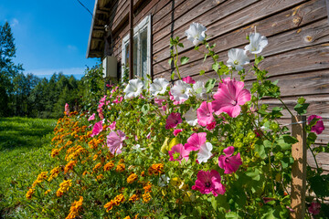 Naklejka na ściany i meble Blooming flowers in front of an old wooden house in the village. Flowers on a rustic wooden wall background
