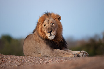 Naklejka na ściany i meble A Male Lion seen on a safari in South Africa