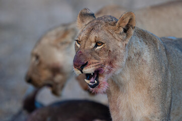 A female lion with blood on her face after feeding on a kill on a safari in South Africa