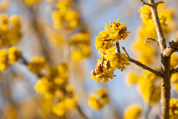 Ladybug on yellow flowers of Cornelian cherry dogwood blossom on a warm and sunny spring day.