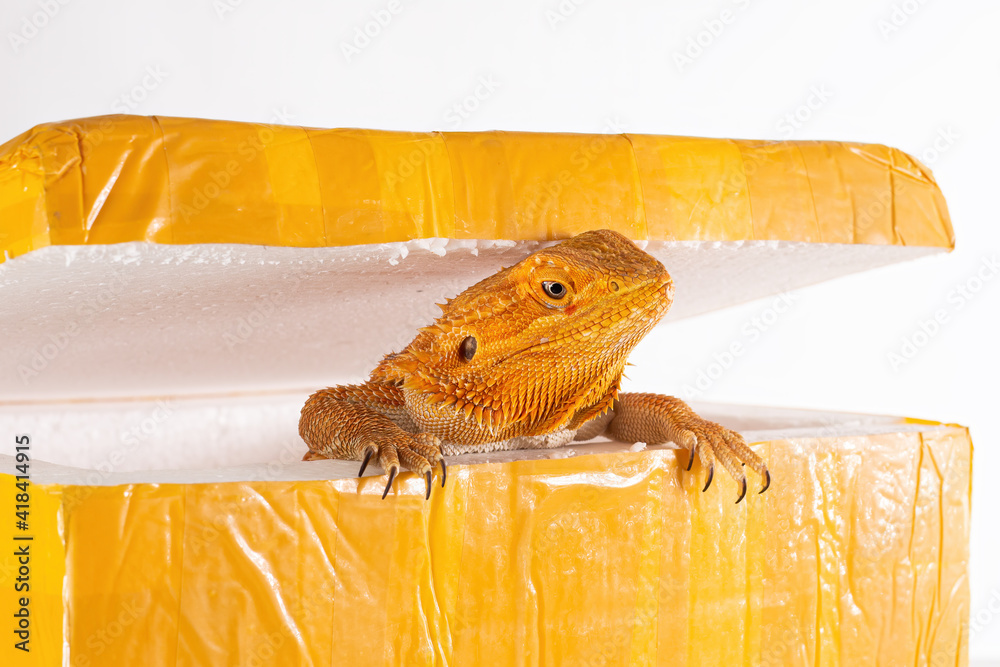 Wall mural Australian Bearded Dragon (Agama) looks out of the post parcel box (packaging). Concept of exotic animals illegal transportation and sale (smuggling, contraband).