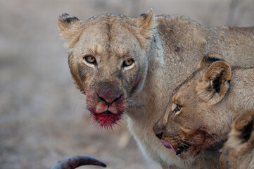 A female lion with blood on her face after feeding on a kill on a safari in South Africa