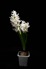 white and blue hyacinths flowers bloomed on black background with place for text isolate