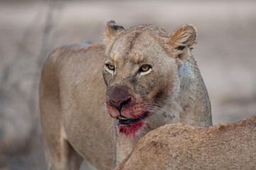 A female lion with blood on her face after feeding on a kill on a safari in South Africa