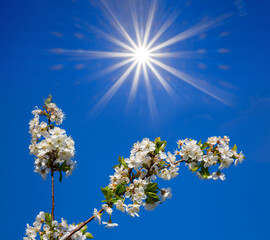 apple tree branch in a blossom under a sparkle sun, spring rural background