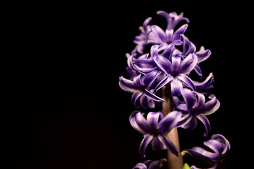 white and blue hyacinths flowers bloomed on black background with place for text isolate