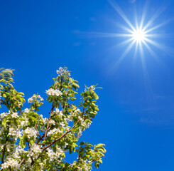 apple tree branch in a blossom under a sparkle sun, spring rural background
