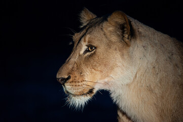 Obraz na płótnie Canvas A female lion seen on a safari in South Africa