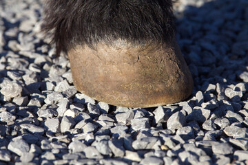 Obraz premium Horses Hoof on gravel track. Barefoot Hooves on stone ground terrain