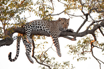 A Leopard seen on a safari in South Africa