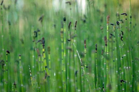 pr&ecirc;le du japon