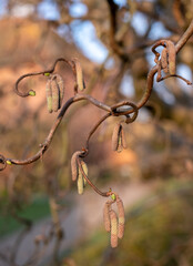 Corylus Avellana Contorta tree. Old gnarled tree with catkins, photographed in spring outside the walled garden at Eastcote House Gardens, Eastcote Hillingdon, UK